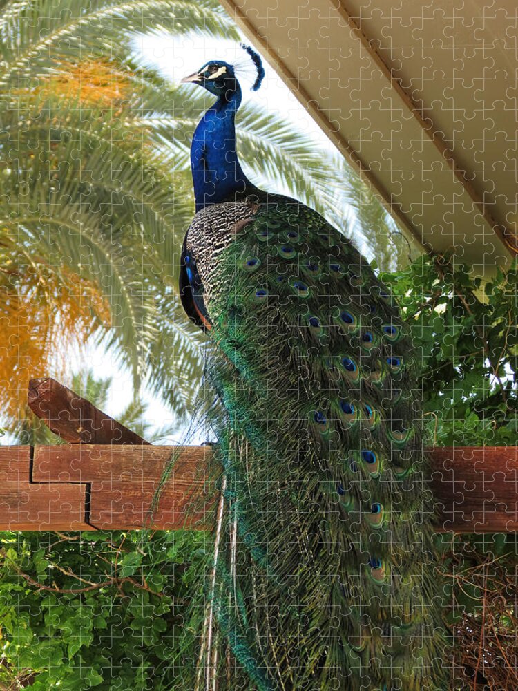Peacock Jigsaw Puzzle featuring the photograph Proud Peacock #1 by Laurel Powell