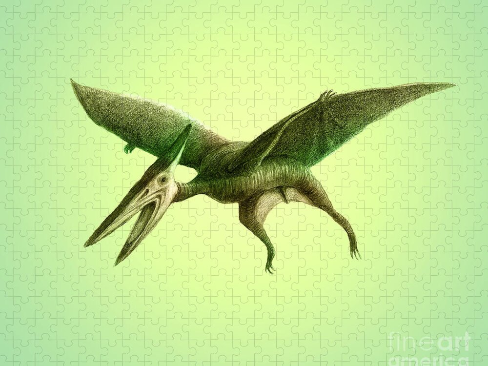 Dinosaur Jigsaw Puzzle featuring the photograph Pterodactyl, Cretaceous Dinosaur #2 by Spencer Sutton