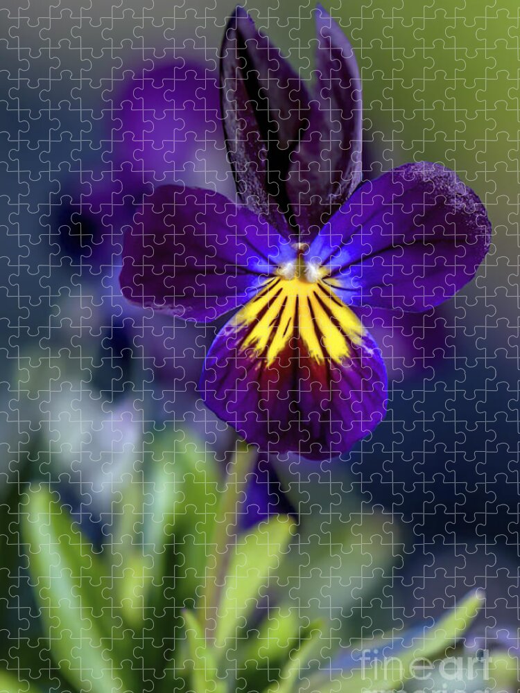 Purple Viola Jigsaw Puzzle featuring the photograph Purple Viola #1 by Sharon Talson