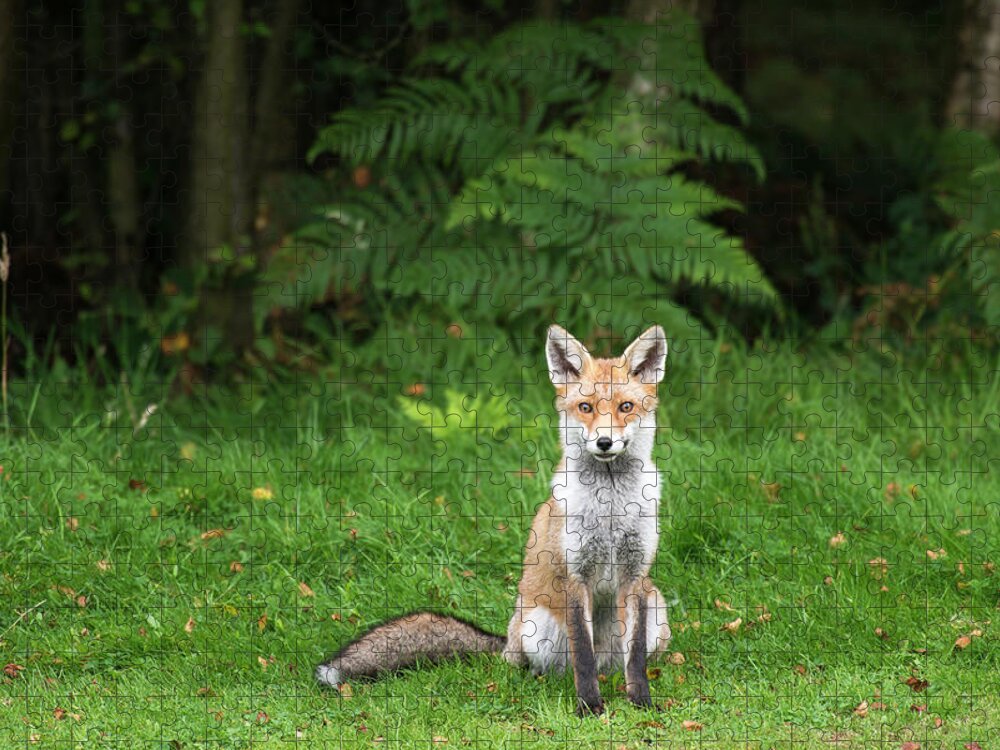 Conspiracy Jigsaw Puzzle featuring the photograph Red Fox At Edge Of Forest #1 by James Warwick