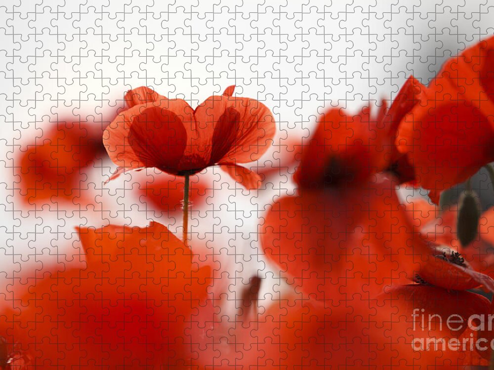 Poppy Jigsaw Puzzle featuring the photograph Red Poppy Flowers #1 by Nailia Schwarz