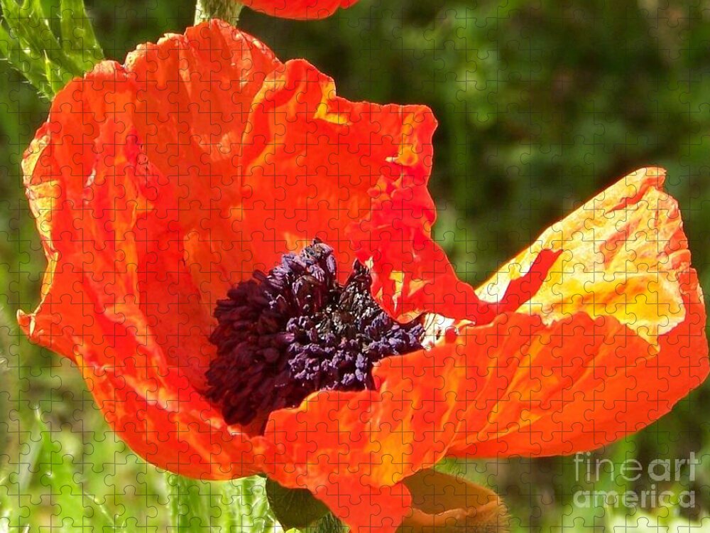 Poppy Jigsaw Puzzle featuring the photograph Remembrance #1 by Jackie Mueller-Jones