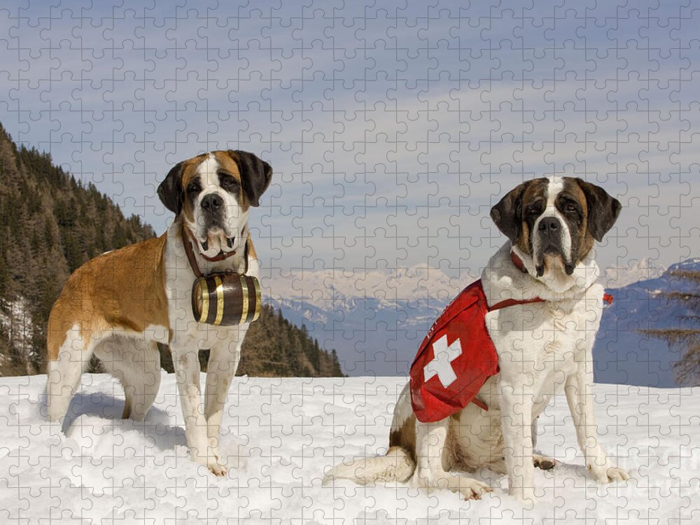 Dog Jigsaw Puzzle featuring the photograph Saint Bernards #1 by Jean-Michel Labat