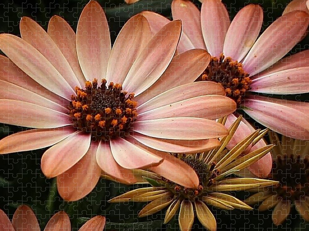 Flora Jigsaw Puzzle featuring the photograph She Loves Me She Loves Me Not by Bruce Bley
