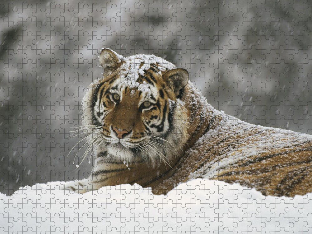 Feb0514 Jigsaw Puzzle featuring the photograph Siberian Tiger Portrait In Snow Storm #1 by Konrad Wothe