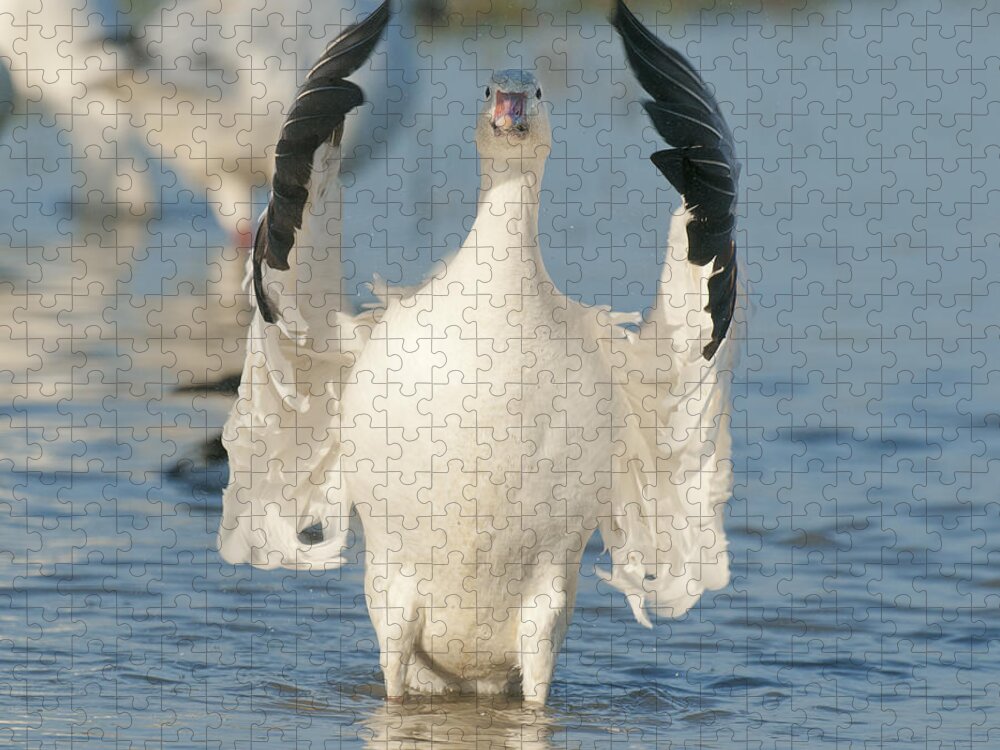 Feb0514 Jigsaw Puzzle featuring the photograph Snow Goose Flapping Skagit River #1 by Kevin Schafer