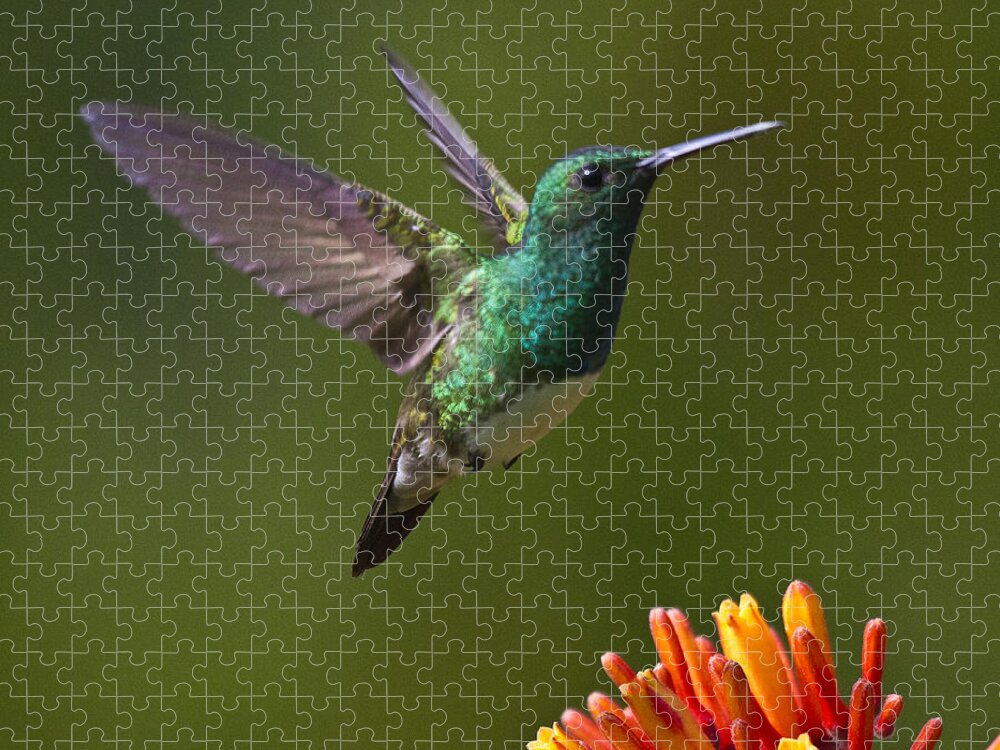 Bird Jigsaw Puzzle featuring the photograph Snowy-bellied Hummingbird #1 by Heiko Koehrer-Wagner