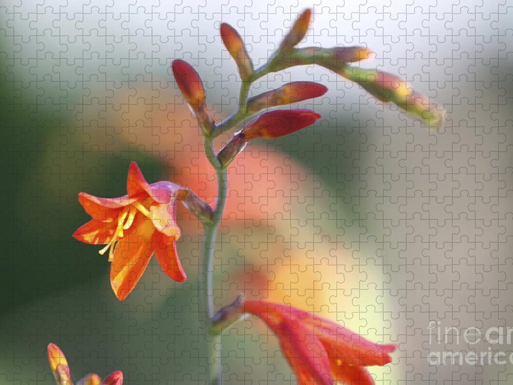 Botanical Jigsaw Puzzle featuring the photograph Soft Crocosma #1 by Rich Collins