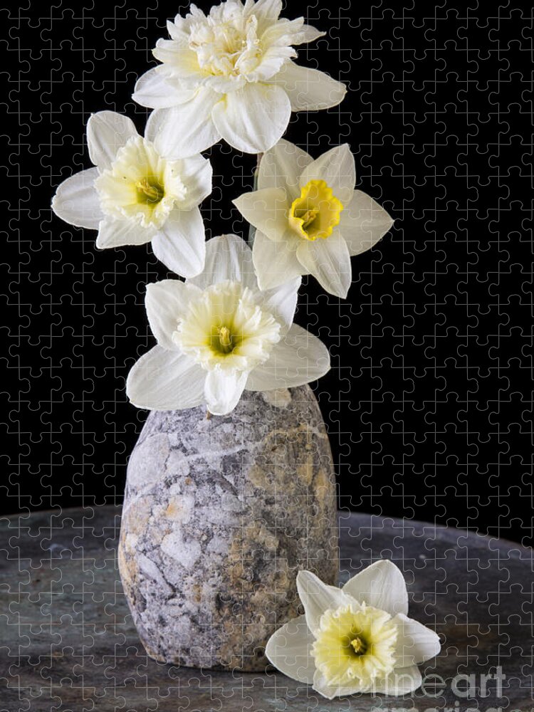 Fresh Jigsaw Puzzle featuring the photograph Spring Daffodils #1 by Edward Fielding