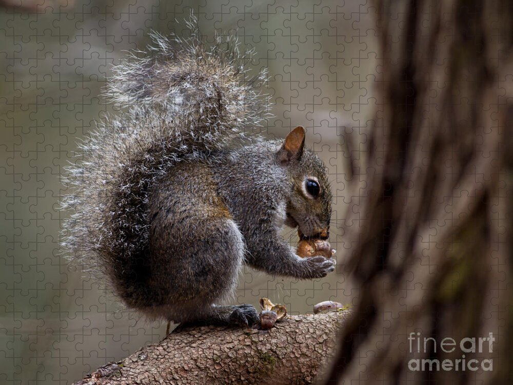  Jigsaw Puzzle featuring the photograph Squirrel II by Douglas Stucky