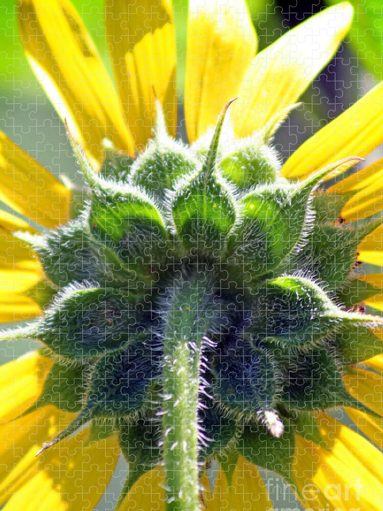 Sunflower Jigsaw Puzzle featuring the photograph Sunflower Close-up #1 by Karen Adams