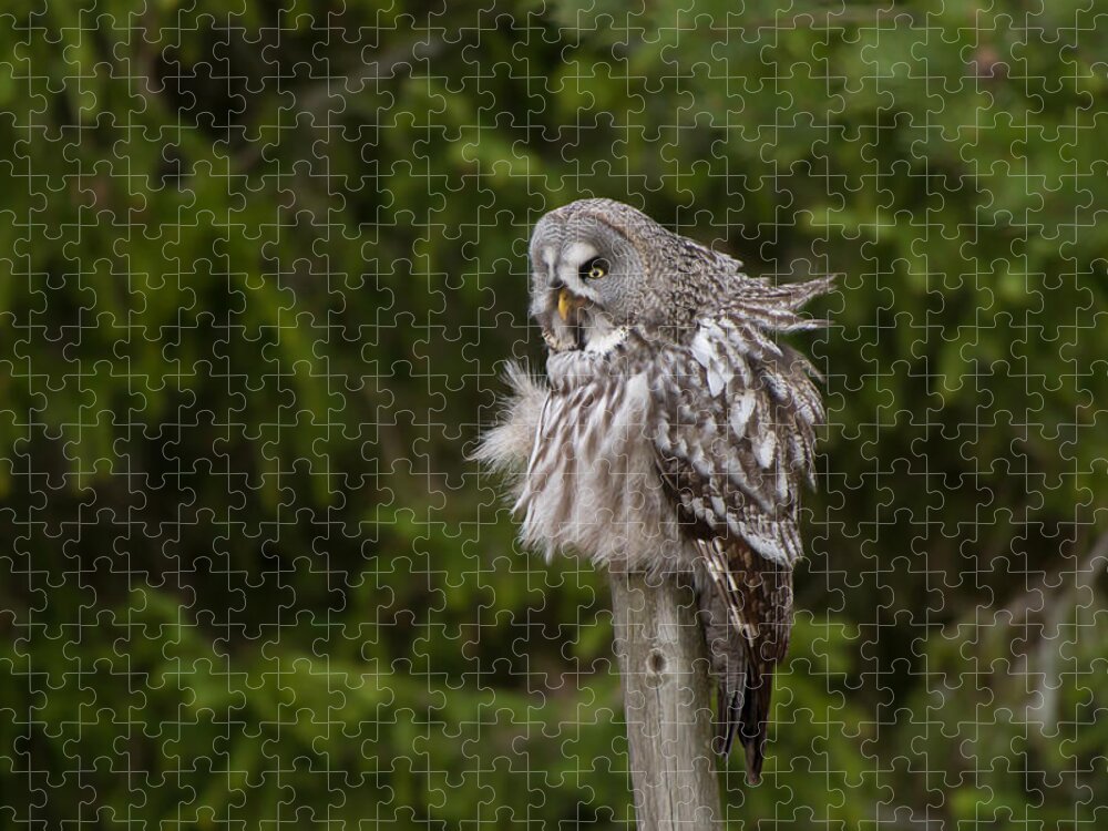 Great Gray Owl Jigsaw Puzzle featuring the photograph The Great Grey Owl by Torbjorn Swenelius
