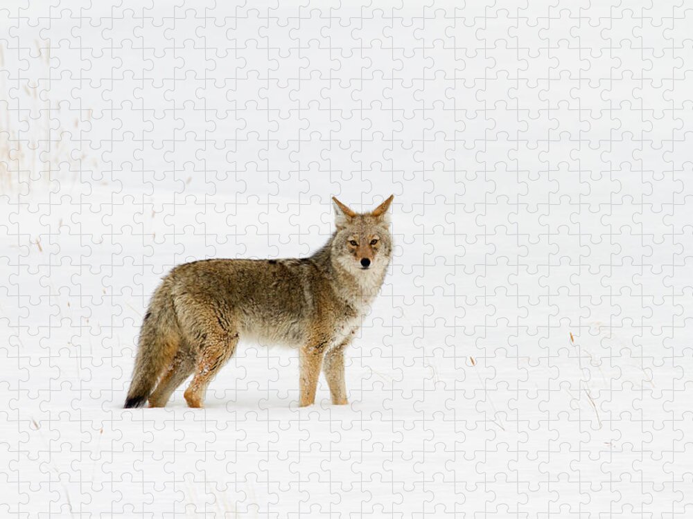 Coyote Jigsaw Puzzle featuring the photograph The Longest Season #1 by Sandy Sisti