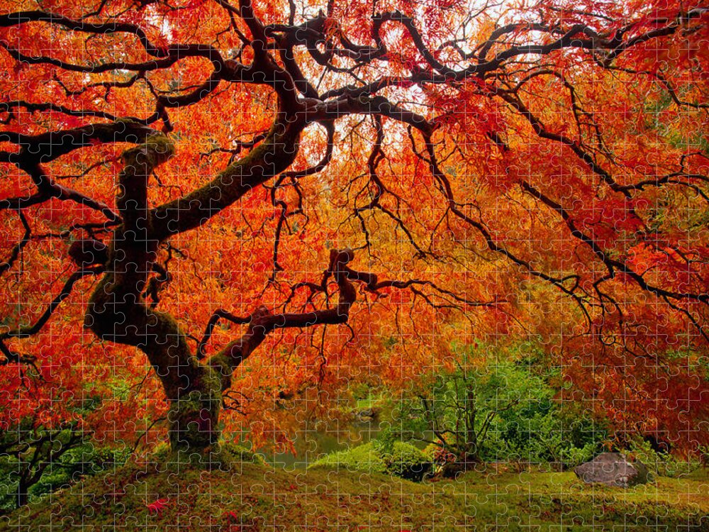 Autumn Jigsaw Puzzle featuring the photograph Tree Fire by Darren White