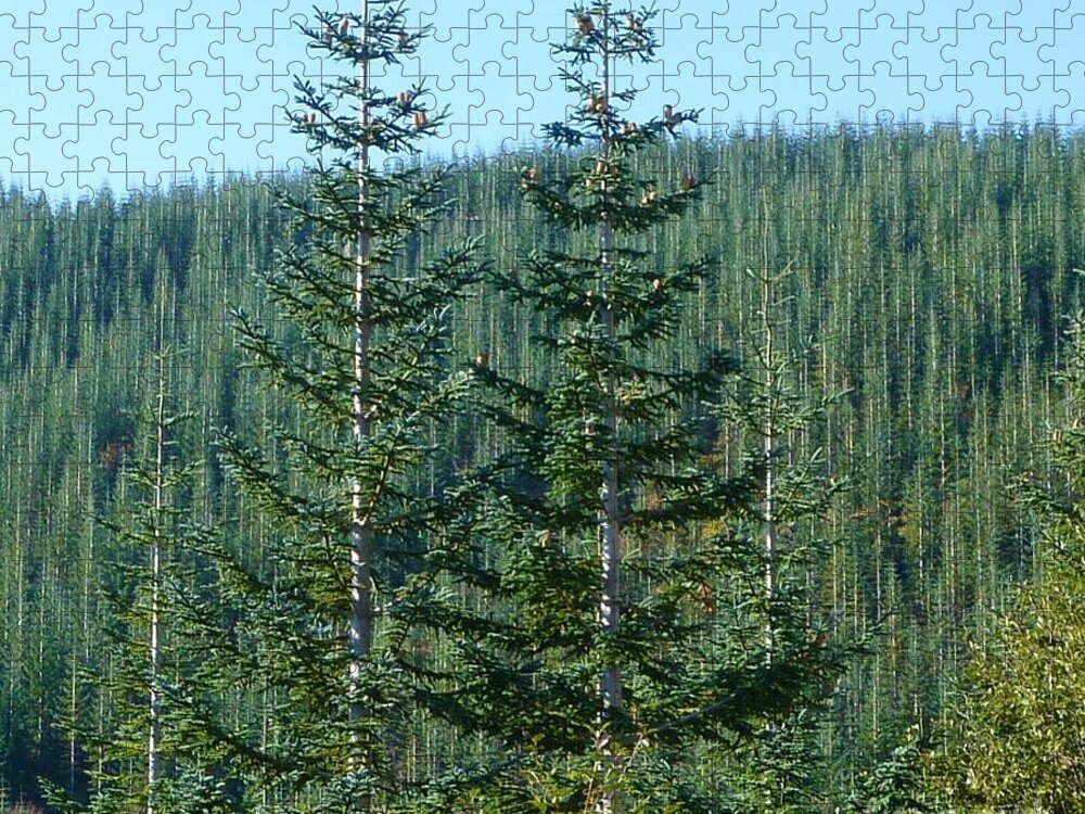 Noble Trees Jigsaw Puzzle featuring the photograph Trees Of Nobility by Susan Garren