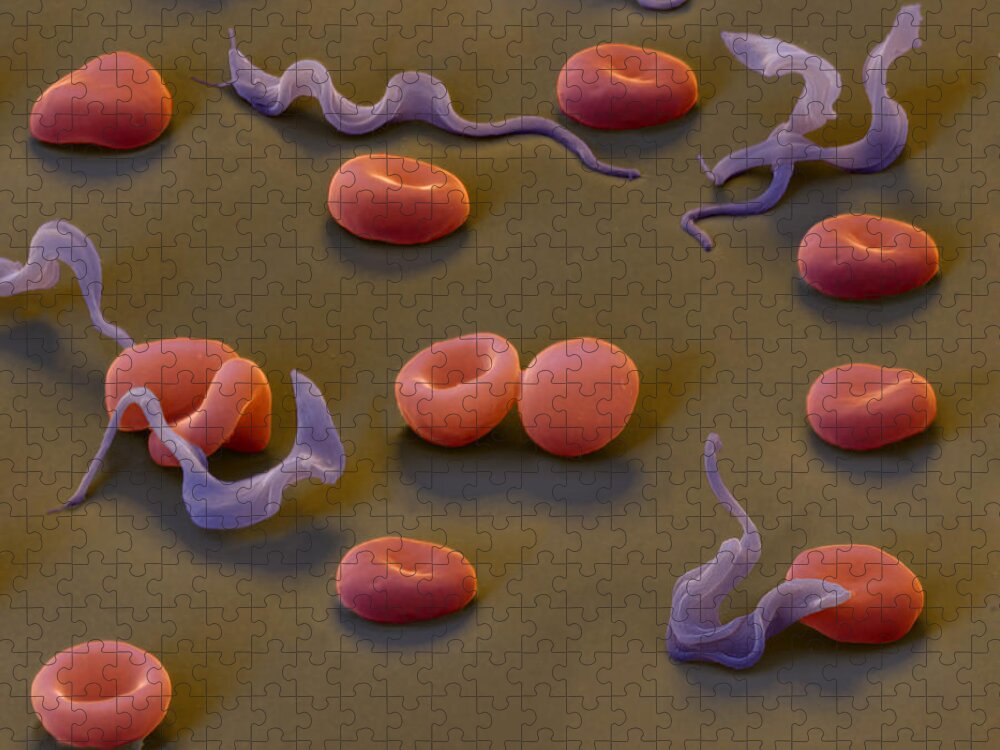 Magnification Jigsaw Puzzle featuring the photograph Trypanosomes #1 by Eye of Science
