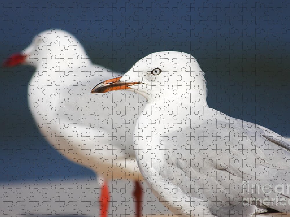 Seagulls Jigsaw Puzzle featuring the photograph Two Boardwalk Gulls #1 by Jorgo Photography