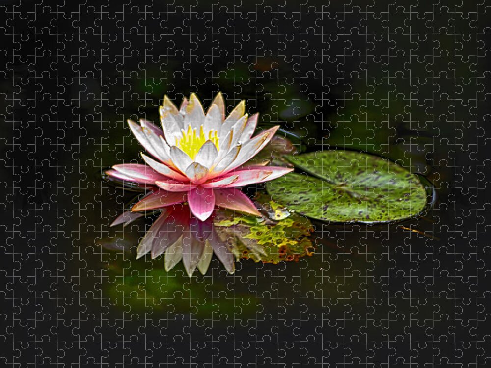 Water Lily Jigsaw Puzzle featuring the photograph Water Lily by Bill Barber