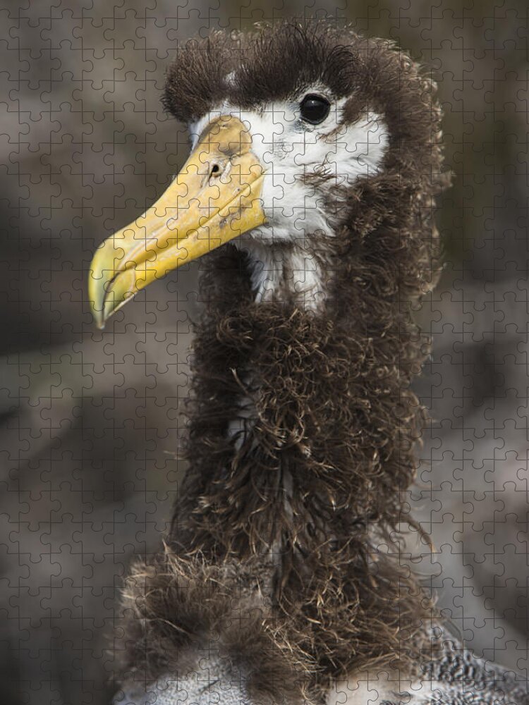 Pete Oxford Jigsaw Puzzle featuring the photograph Waved Albatross Molting Juvenile #1 by Pete Oxford