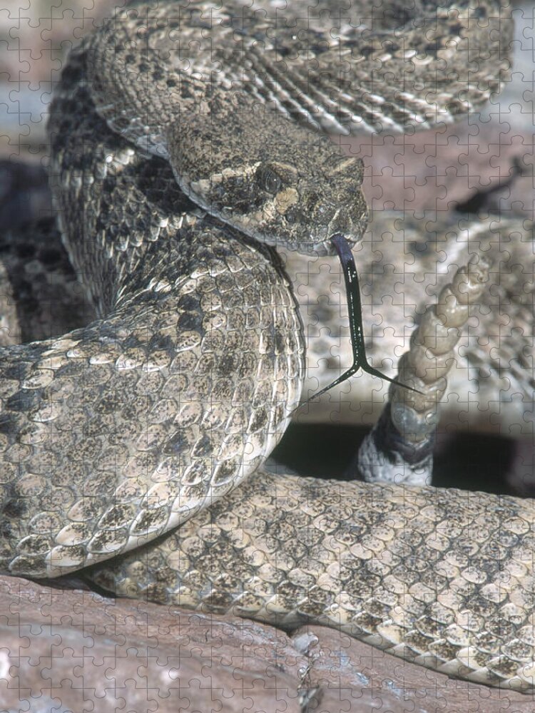 Animal Jigsaw Puzzle featuring the photograph Western Diamondback Rattlesnake #1 by Gerald C. Kelley