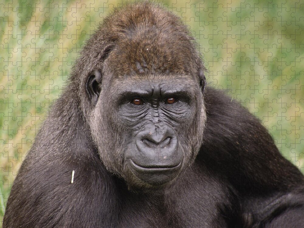 Feb0514 Jigsaw Puzzle featuring the photograph Western Lowland Gorilla Young Male #1 by Gerry Ellis