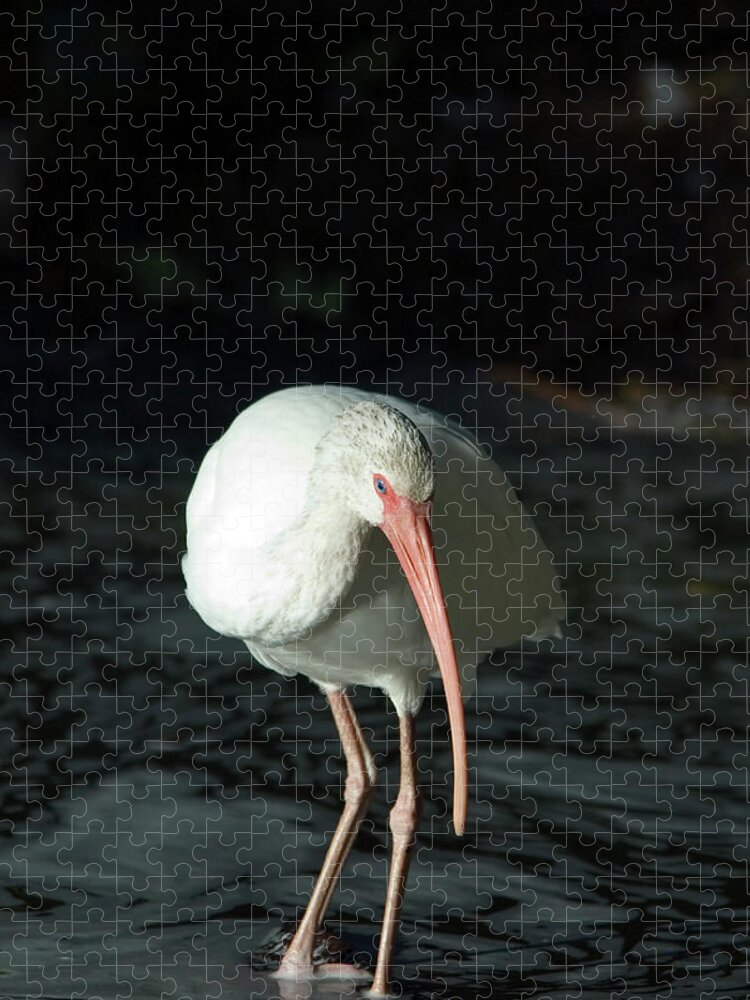 Curve Jigsaw Puzzle featuring the photograph White Ibis Eudocimus Albus #1 by Mark Newman