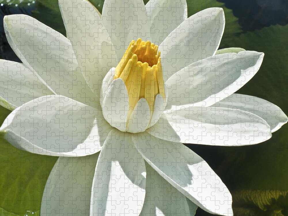 Water Llilies Jigsaw Puzzle featuring the photograph White Water Lily - Nymphaea by Heiko Koehrer-Wagner