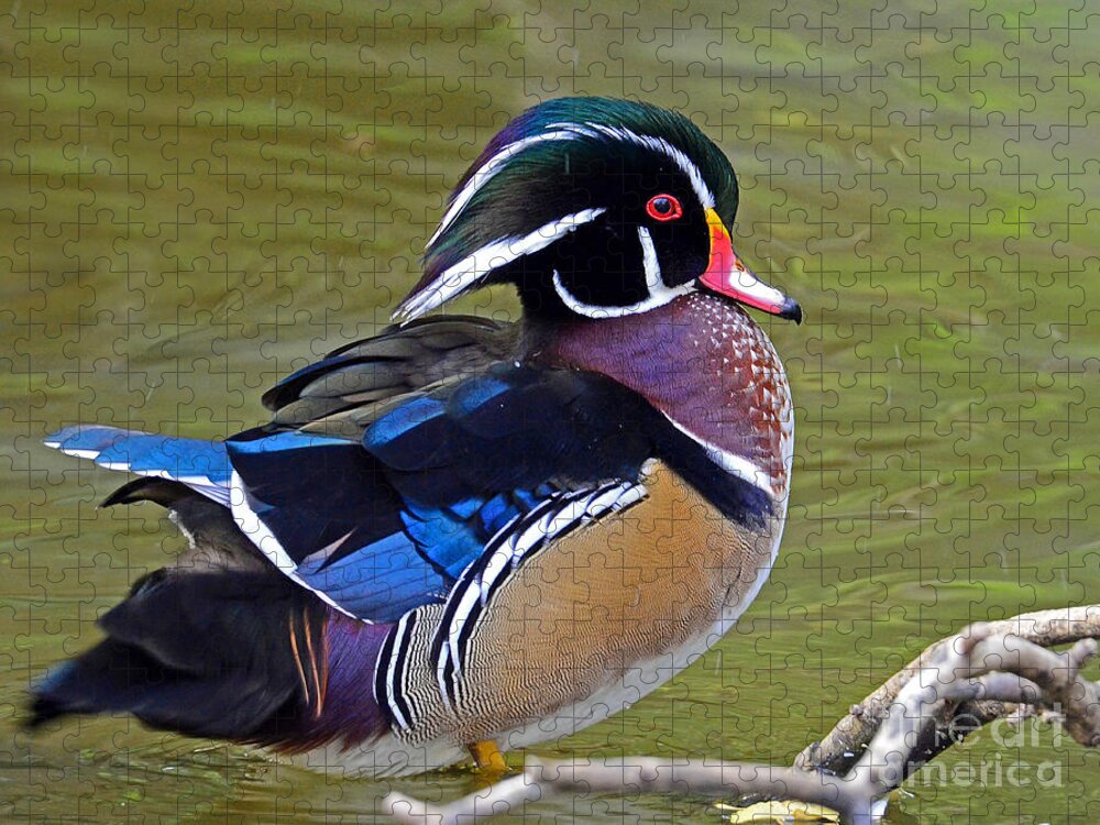 Wood Duck Jigsaw Puzzle featuring the photograph Wood Duck #2 by Rodney Campbell