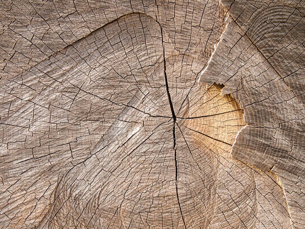 Wood Jigsaw Puzzle featuring the photograph Wood texture #1 by Matthias Hauser