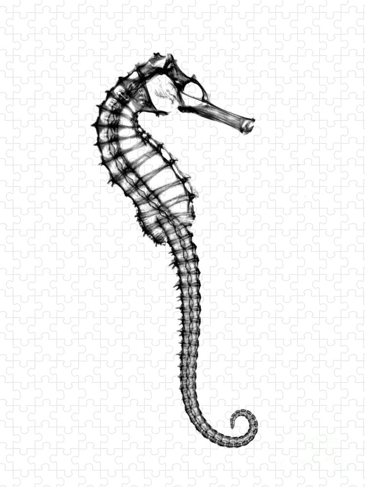 Radiograph Jigsaw Puzzle featuring the photograph X-ray Of Seahorse #1 by Bert Myers