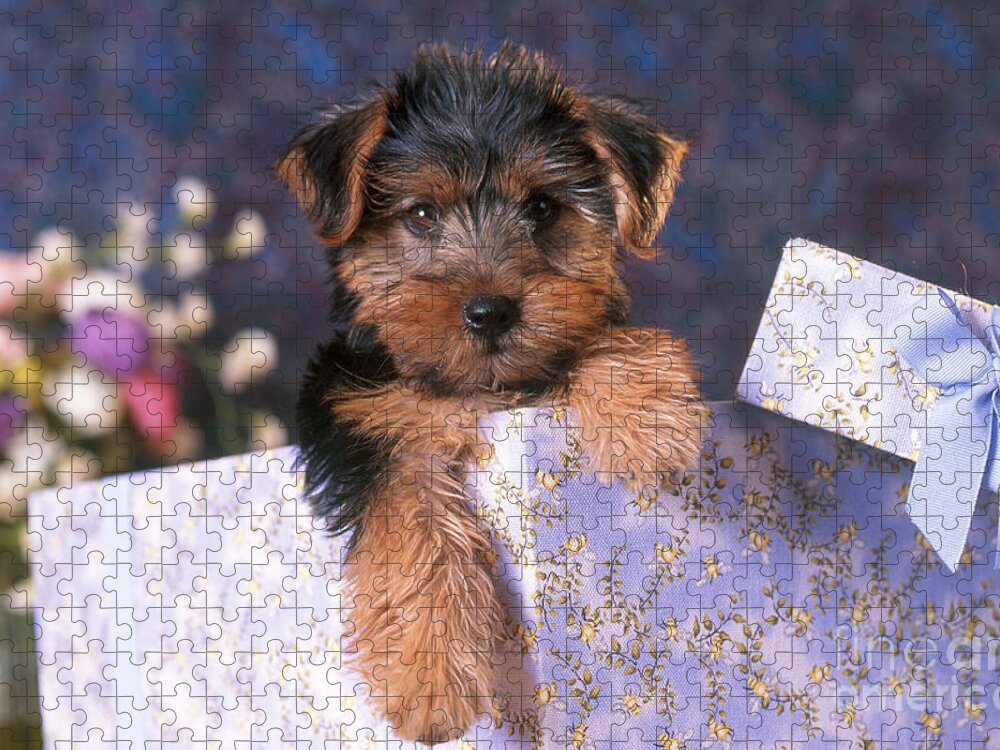 Animal Jigsaw Puzzle featuring the photograph Yorkshire Terrier Puppy by Alan and Sandy Carey