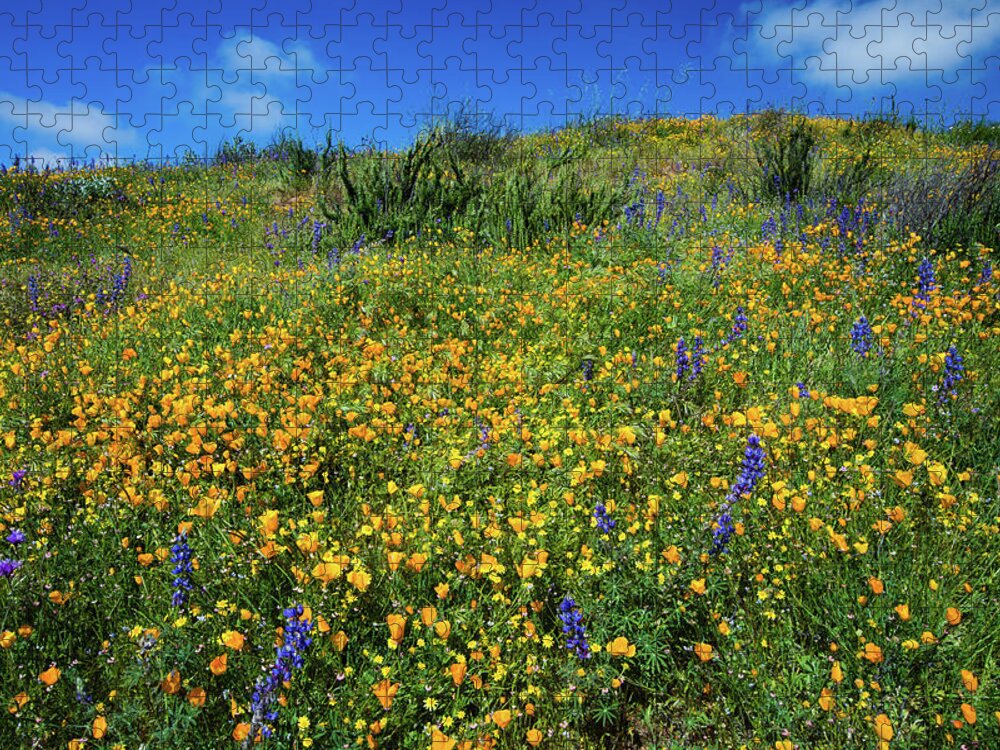 Photography Jigsaw Puzzle featuring the photograph California Poppies Eschscholzia #10 by Panoramic Images