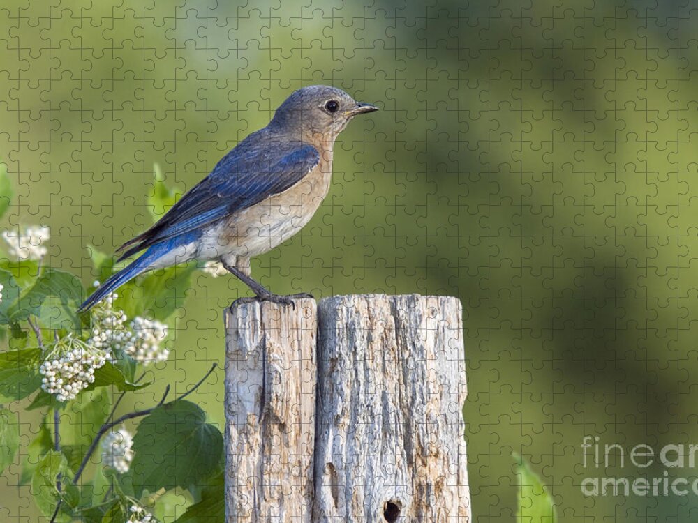 Fauna Jigsaw Puzzle featuring the photograph Female Eastern Bluebird #12 by Linda Freshwaters Arndt