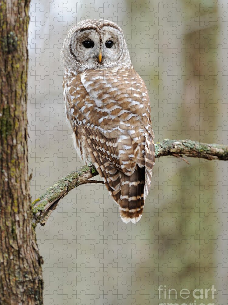 Barred Owl Jigsaw Puzzle featuring the photograph Barred Owl by Scott Linstead