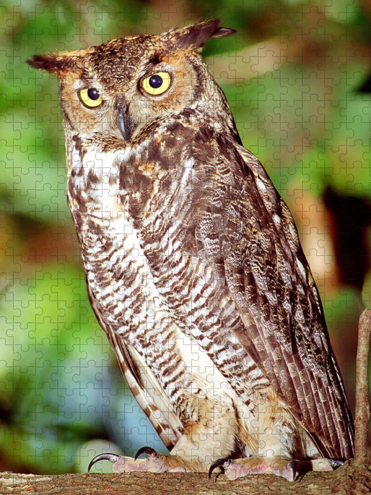 Great Horned Owl Jigsaw Puzzle featuring the photograph Great Horned Owl #11 by Millard H. Sharp