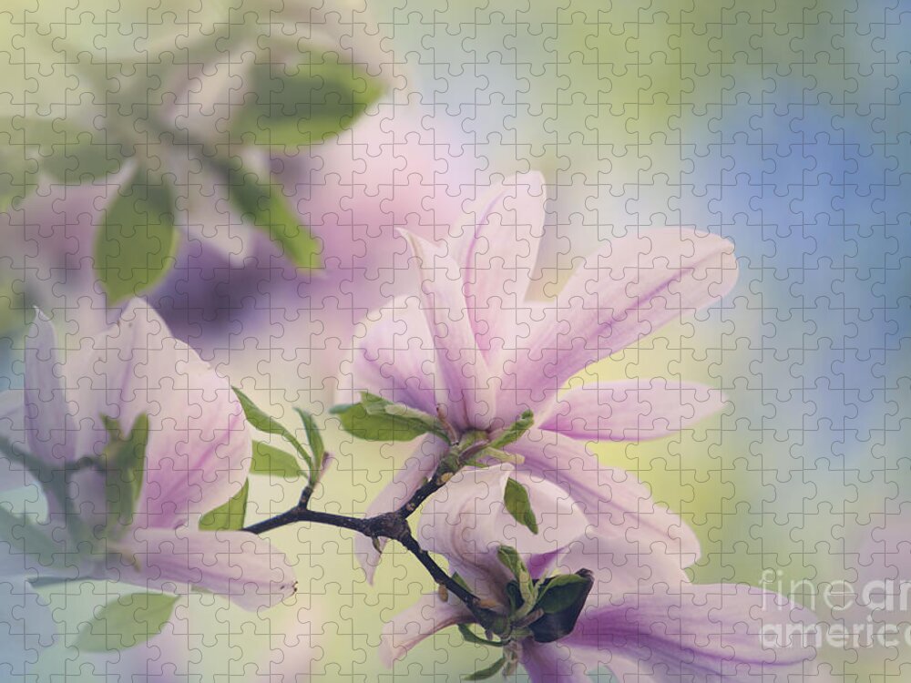 Magnolia Jigsaw Puzzle featuring the photograph Magnolia Flowers #11 by Nailia Schwarz