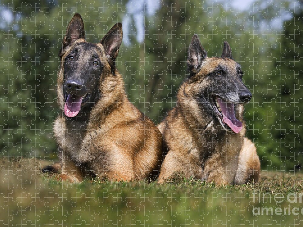 Belgian Shepherd Dog Jigsaw Puzzle featuring the photograph 110506p116 by Arterra Picture Library
