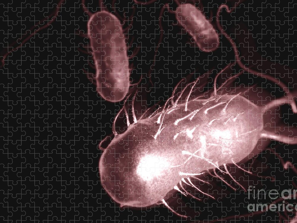 Pathogenic Jigsaw Puzzle featuring the photograph Helicobacter Pylori #12 by Science Picture Co