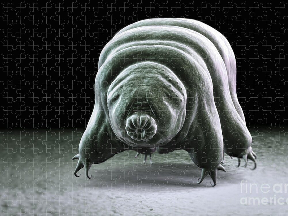 Protostomia Jigsaw Puzzle featuring the photograph Water Bear Tardigrades #12 by Science Picture Co