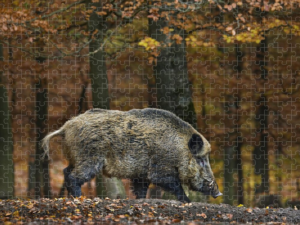Wild Boar Jigsaw Puzzle featuring the photograph Big Wild Boar in Fall Forest by Arterra Picture Library