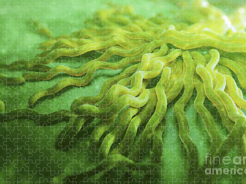 3d Visualisation Jigsaw Puzzle featuring the photograph Borrelia Burgdorferi #13 by Science Picture Co