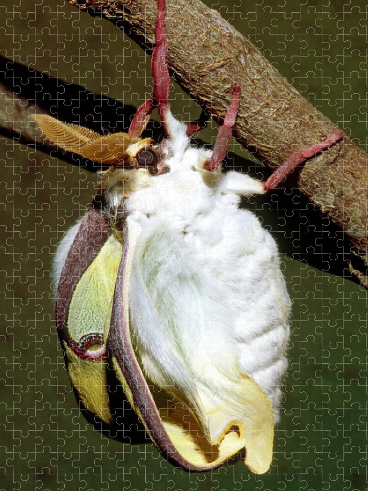 Luna Moth Jigsaw Puzzle featuring the photograph Luna Moth #13 by Millard H. Sharp
