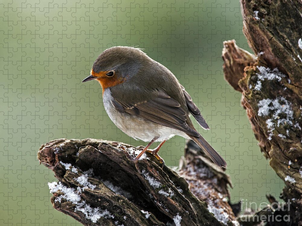 European Robin Jigsaw Puzzle featuring the photograph European Robin by Arterra Picture Library