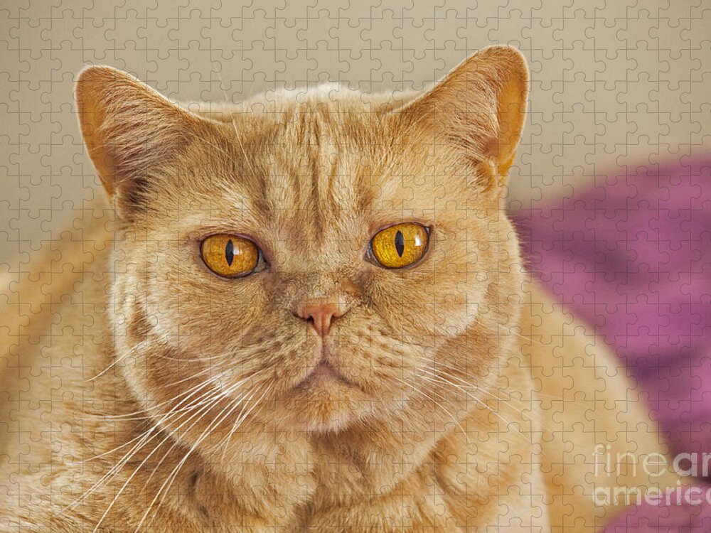 British Shorthair Jigsaw Puzzle featuring the photograph 140420p087 by Arterra Picture Library