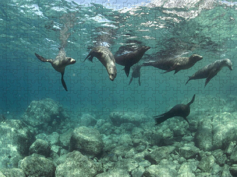  00082149 Jigsaw Puzzle featuring the photograph Playful Sealions in Baja by Flip Nicklin