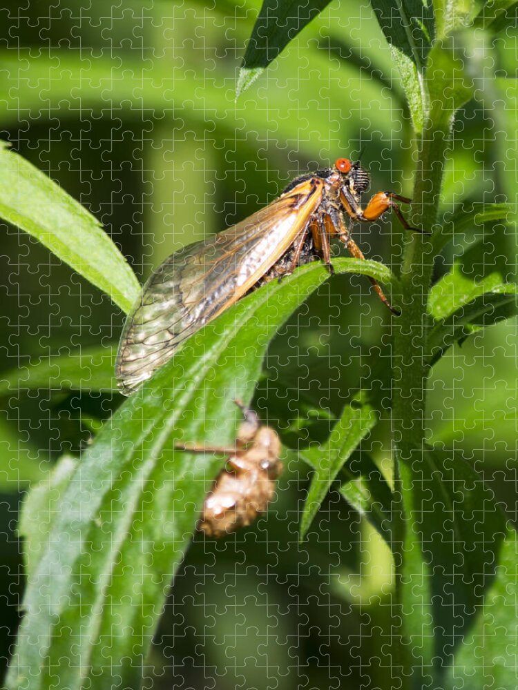 Periodical Cicada Jigsaw Puzzle featuring the photograph 17 Year Itch by Rebecca Sherman