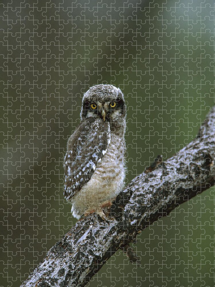 00220914 Jigsaw Puzzle featuring the photograph Northern Hawk Owl Chick by TomVezo