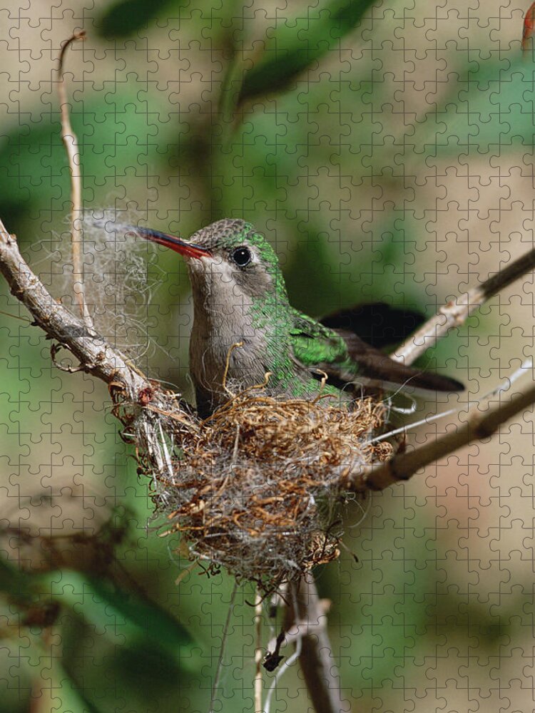 00196921 Jigsaw Puzzle featuring the photograph Hummingbird Building a Nest by Konrad Wothe