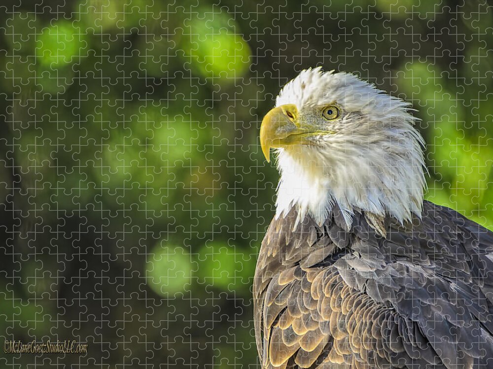 Eagle Jigsaw Puzzle featuring the photograph American Bald Eagle #2 by LeeAnn McLaneGoetz McLaneGoetzStudioLLCcom