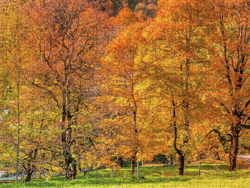 Orange Color Jigsaw Puzzle featuring the photograph Autumn Park #2 by Mmac72